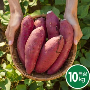 포슬포슬 해남 밤고구마 진율미 특상10kg(비세척)
